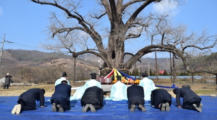 자연유산 보존의 주역: 「2025년 자연유산 당산나무 할아버지 전국대회」 개최